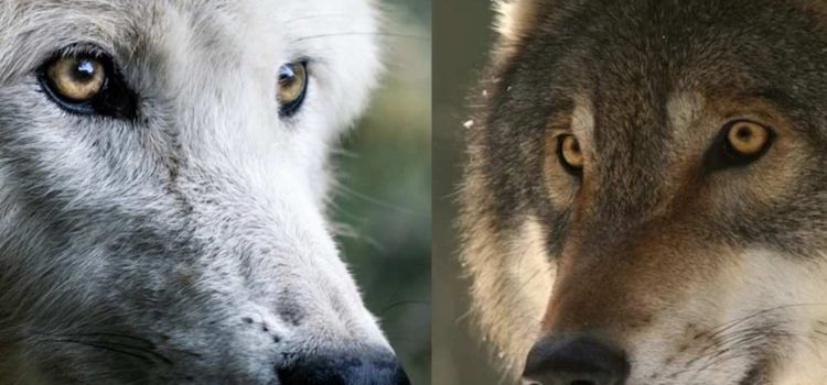Which wolf are you feeding?
